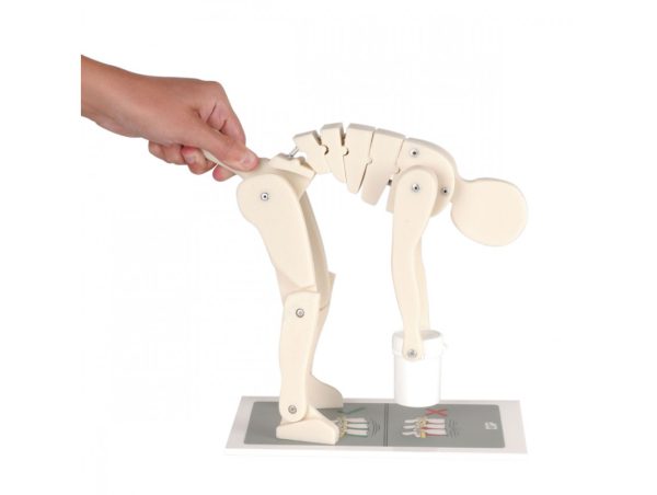 Figure de Démonstration "Lever correctement" Figure de Démonstration "Lever correctement"