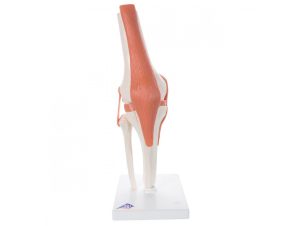 Articulation du Genou - Modèle Fonctionnel Articulation du Genou - Modèle Fonctionnel