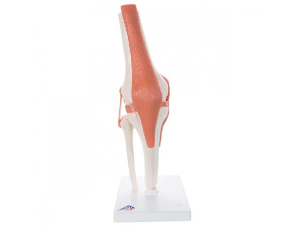 Articulation du Genou - Modèle Fonctionnel Articulation du Genou - Modèle Fonctionnel