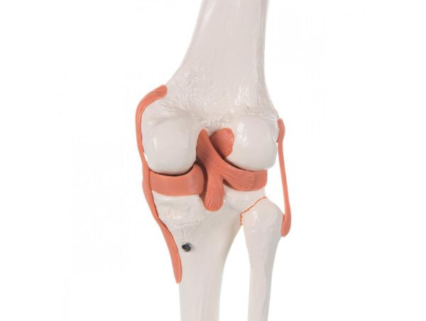 Articulation du Genou - Modèle Fonctionnel Articulation du Genou - Modèle Fonctionnel