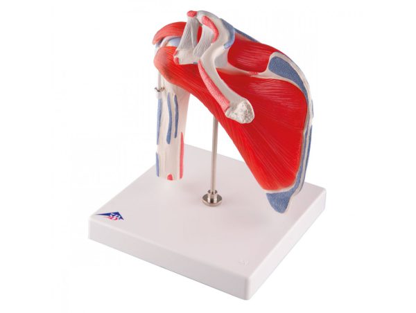 Epaule avec Coiffe des Rotateurs - 5 pièces Epaule avec Coiffe des Rotateurs - 5 pièces