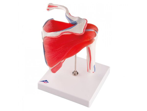 Epaule avec Coiffe des Rotateurs - 5 pièces Epaule avec Coiffe des Rotateurs - 5 pièces