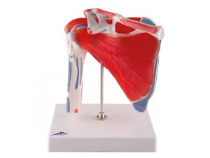 Epaule avec Coiffe des Rotateurs - 5 pièces Epaule avec Coiffe des Rotateurs - 5 pièces