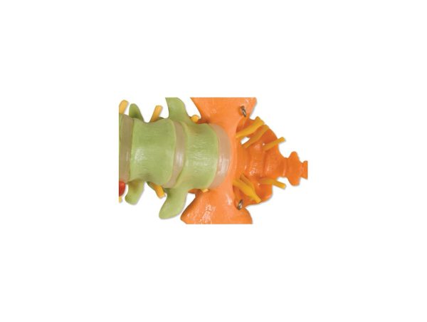 Colonne Vertébrale Flexible Didactique Colonne Vertébrale Flexible Didactique