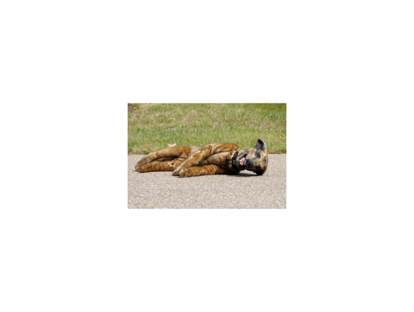 Mannequin d’entraînement chien Mannequin d’entraînement chien